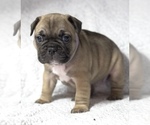 Small Photo #6 French Bulldog Puppy For Sale in CEDAR HILL, TX, USA