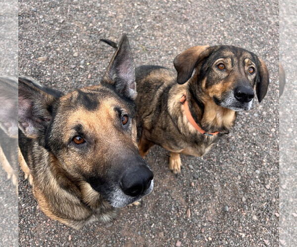 Medium Photo #8 German Shepherd Dog-Unknown Mix Puppy For Sale in Webster, WI, USA