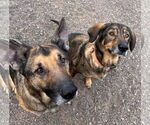 Small #7 German Shepherd Dog Mix