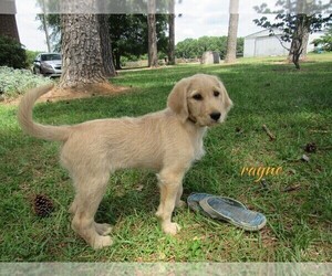 Labradoodle Puppy for sale in MILLEN, GA, USA