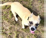 Small #1 American Pit Bull Terrier Mix
