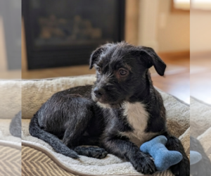 Boston Terrier-Unknown Mix Dogs for adoption in Genesee, WI, USA