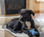 Small Boston Terrier Mix