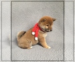 Small Photo #9 Shiba Inu Puppy For Sale in FULTON, MO, USA