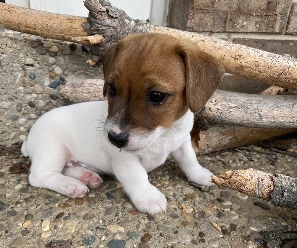 Medium Photo #3 Jack Russell Terrier Puppy For Sale in FERN CREEK, KY, USA