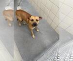 Small Black Mouth Cur Mix