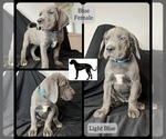 Small Photo #4 Great Dane Puppy For Sale in LAWRENCEBURG, KY, USA