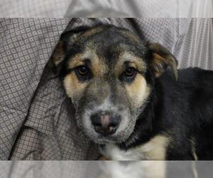 Mutt Dogs for adoption in Thief River Falls, MN, USA