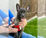Small #6 French Bulldog-Poodle (Miniature) Mix