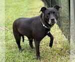 Small #2 American Pit Bull Terrier Mix