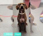 Small American Pit Bull Terrier Mix