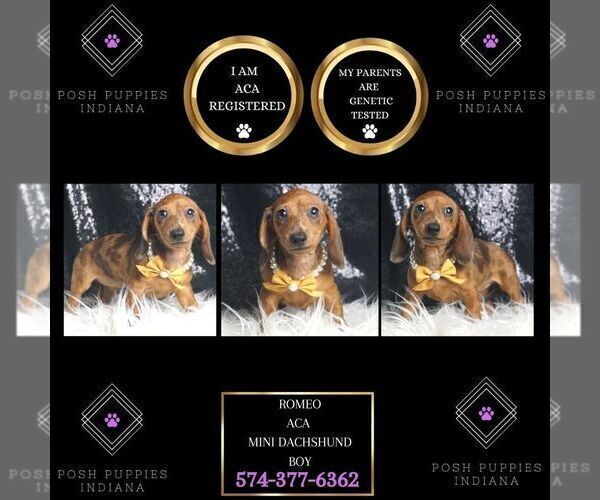 Medium Photo #1 Dachshund Puppy For Sale in WARSAW, IN, USA