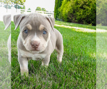 Puppy Dakota American Bully