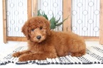 Small Photo #3 Poodle (Toy) Puppy For Sale in NAPLES, FL, USA