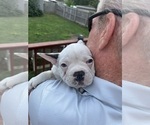 Small #4 French Bulldog