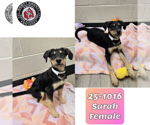 Mutt Dogs for adoption in Georgetown, KY, USA