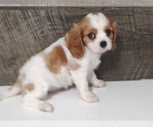 Cavalier King Charles Spaniel Puppy for sale in CLARK, MO, USA