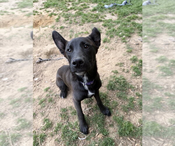 Medium Photo #3 Australian Kelpie-Unknown Mix Puppy For Sale in Boston, MA, USA