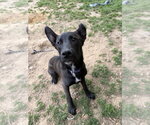 Small #2 Australian Kelpie Mix