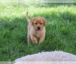 Small #4 Labrador Retriever