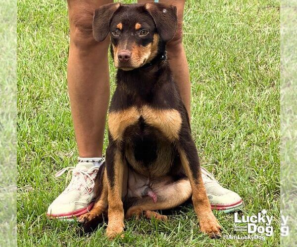 Medium Photo #2 Labrador Retriever-Unknown Mix Puppy For Sale in Washington, DC, USA