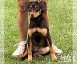 Small #1 Labrador Retriever Mix