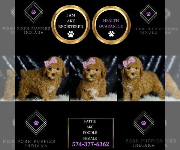 Medium Photo #2 Poodle (Miniature) Puppy For Sale in WARSAW, IN, USA