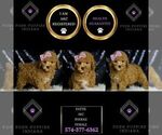 Small #1 Poodle (Miniature)