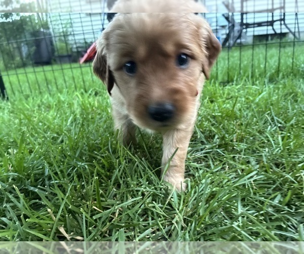 Medium Photo #8 Goldendoodle (Miniature) Puppy For Sale in GROVE CITY, OH, USA