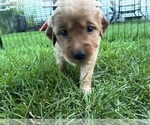 Small #7 Goldendoodle (Miniature)