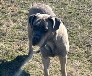 Mother of the Cane Corso puppies born on 03/02/2023
