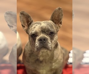 Mother of the Faux Frenchbo Bulldog puppies born on 08/01/2025