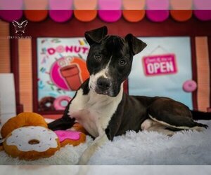 American Staffordshire Terrier Dogs for adoption in Raleigh, NC, USA