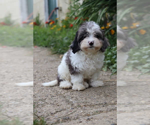 Medium Photo #1 Cavapoo Puppy For Sale in WEST SALEM, OH, USA