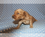 Small Photo #5 Goldendoodle (Miniature) Puppy For Sale in BLMGTN, IN, USA