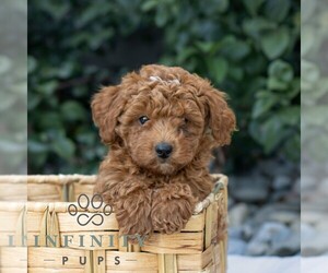 Goldendoodle (Miniature) Puppy for sale in BIRD IN HAND, PA, USA