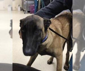 Mutt Dogs for adoption in Riverside, CA, USA