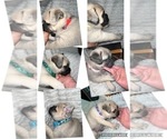 Small Photo #11 Pug Puppy For Sale in MINERAL RIDGE, OH, USA
