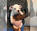 Small #1 American Bully