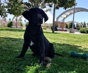 Labrador Retriever Puppy for sale in HESPERIA, CA, USA