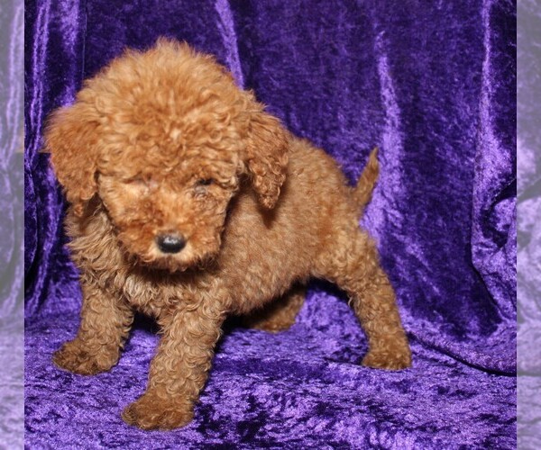 Medium Photo #5 Goldendoodle (Miniature) Puppy For Sale in BLOOMINGTON, IN, USA