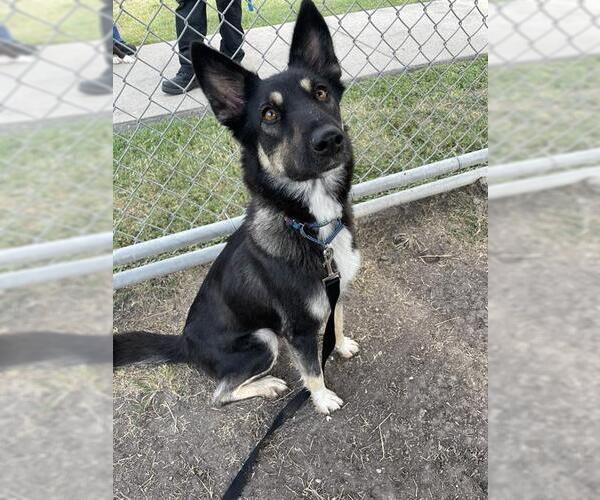 Medium Photo #1 German Shepherd Dog-Unknown Mix Puppy For Sale in Corpus Christi, TX, USA