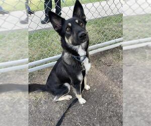 German Shepherd Dog-Unknown Mix Dogs for adoption in Corpus Christi, TX, USA