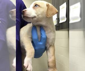 Labrador Retriever-Unknown Mix Dogs for adoption in Conroe, TX, USA