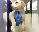 Small Labrador Retriever Mix