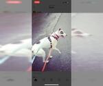 Small #6 Greyhound Mix