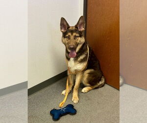 German Shepherd Dog-Unknown Mix Dogs for adoption in Euless, TX, USA