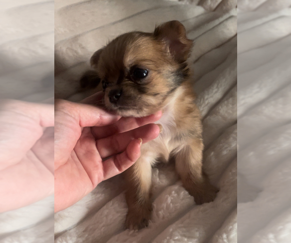 Medium Photo #20 Chihuahua Puppy For Sale in ADAMSVILLE, TN, USA
