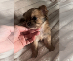 Small #19 Chihuahua