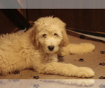 Small #1 Goldendoodle